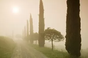 Cypress trees in the early morning fog, Val d Orcia, UNESCO World Heritage Site, Province Siena, Tuscany, Italy, Europe