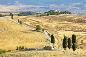 Pienza Prints: Cypress trees and fields in the afternoon sun at Agriturismo Terrapille (Gladiator