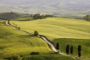 Pienza Prints: Cypress trees and green fields in the afternoon sun at Agriturismo Terrapille (Gladiator
