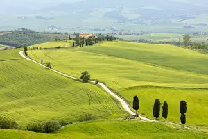 Cypress Tree Prints: Cypress trees and green fields at Agriturismo Terrapille (Gladiator Villa) near Pienza in Tuscany