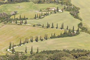 Rural Roads Prints: Cypress trees line a winding road in the Val d Orcia