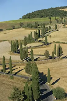 Cypress trees line a winding rural road near Pienza in Tuscany
