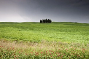 Val Dorcia Prints: Cypress trees near San Quirico d Orcia