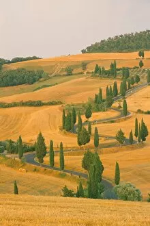 Farming Collection: Cypress trees along rural road near Pienza, Val d Orica, Siena province
