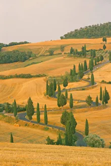 Images Dated 10th March 2005: Cypress trees along rural road near Pienza, Val d Orica, Siena province
