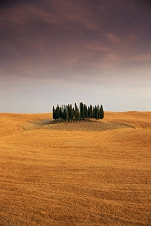Val Dorcia Prints: Cypress trees in Tuscan field