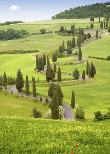 Pienza Prints: Cypress trees in Tuscany, Italy, Europe