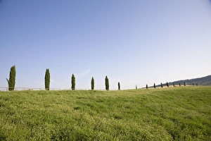 Pienza Prints: Cypresses near Pienza. Val d Orcia, Tuscany, Italy, Europe