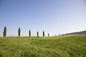 Images Dated 27th June 2008: Cypresses near Pienza. Val d Orcia, Tuscany, Italy, Europe