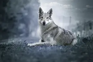 Domestic Animals Prints: Czechoslovak Wolfdog portrait laying on the ground edited in blue colors, Italy, Europe