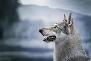 Domestic Animals Prints: Czechoslovak Wolfdog portrait looking to the left edited in blue colors, Italy, Europe