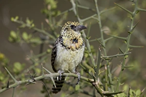 Thorn Prints: D Arnauds barbet (Trachyphonus darnaudii), Ngorongoro Conservation Area, Tanzania