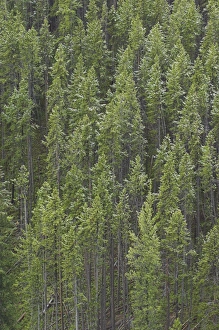 Pines Prints: D2x070607000