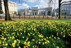 Hyde Park Prints: Daffodils in Hyde Park near Hyde Park Corner, London, England, United Kingdom, Europe