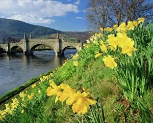 River Side Collection: Daffodils by the River Tay and Wades Bridge