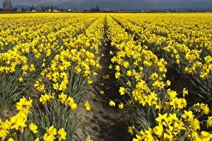 Daffodils in the s kagit Valley, Was hington s tate, United s tates of America, North America