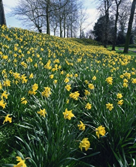 Daffodil Prints: Daffodils in spring