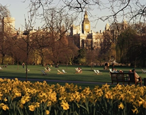 Daffodil Prints: Daffodils in St. Jamess Park, with Big Ben behind, London, England