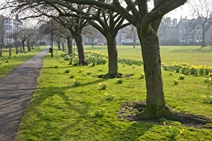 Spring Season Prints: Daffodils on The Stray, Harrogate, North Yorkshire, England