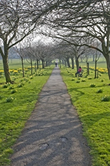 Daffodils on The Stray, Harrogate, North Yorkshire, England