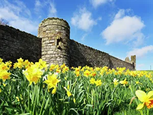 Daffodil Prints: Daffodils by the wall of St. Andrews Cathedral, Fife, Scotland, United Kingdom, Europe