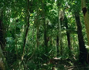 Rain Forest Prints: The Daintree rainforest in Cape Tribulation National Park, Queensland, Australia, Pacific