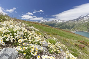 Wild Flower Prints: Daisies and green meadows frame the blue water