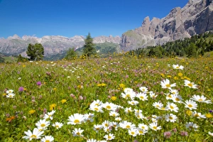 Trento Prints: Daisies, Sella Pass, Trento and Bolzano Provinces, Italian Dolomites, Italy, Europe