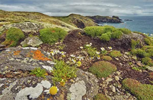 Coastal Views Prints: Daisies on Skomer Head, on the west coast of Skomer Island