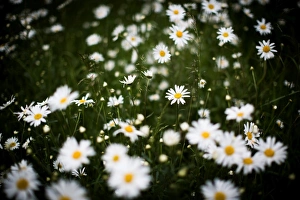 Asteraceae Prints: Daisies, United Kingdom, Europe