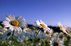 Images Dated 29th February 2008: Daisy, Asteraceae