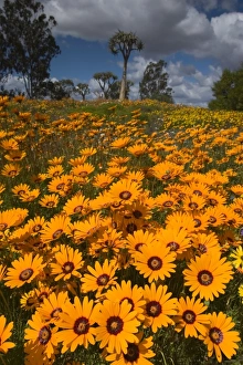 Asteraceae Prints: Daisy, (Asteraceae), West Coast N