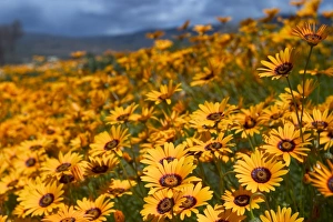 Daisies Prints: Daisy (Dimorphotheca sinuata)
