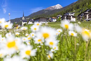 Background Focus Prints: Daisy flowers in Davos Wiesen, Parc Ela