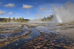Geyser Prints: Daisy Geyser, one of the most predictable
