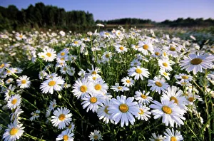Images Dated 8th January 2000: Daisy, Leucanthemum vernale