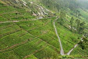 Sri Lankan Prints: Dambatenne Estate, Lipton tea estates, Haputale, Hill Country, Sri Lanka, Asia
