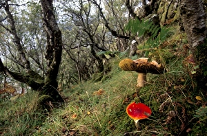 Fungus Prints: Damp forest near Portree