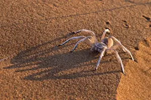 Namibian Prints: Dancing white lady spider (Leucorchestris arenicola), Namib Desert, Namibia, Africa