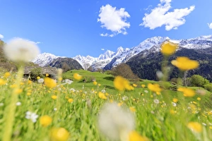 Soglio Prints: Dandelions and flowers framed by snowy peaks, Soglio, Maloja, Bregaglia Valley, Engadine