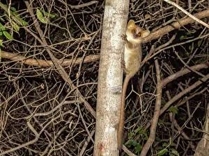 Small Prints: Danfoss mouse lemur climbs tree at night