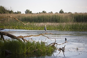 Images Dated 14th June 2009: Danube River delta, Romania, Europe