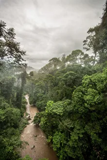 Lush Prints: Danum Valley, Sabah, Malaysian Borneo, Malaysia, Southeast Asia, Asia