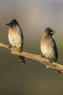 Tree Branch Prints: Dark-capped (black-eyed) bulbuls (Pycnonotus tricolor), Zimanga private game reserve