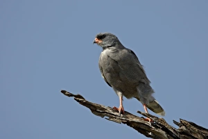 Images Dated 10th October 2007: Dark Chanting Goshawk (Melierax metabates), Masai Mara National Reserve