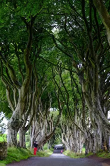 Irish Culture Gallery: The Dark Hedges, an avenue of beech trees, Game of Thrones location, County Antrim