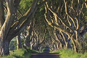 The Way Forward Prints: The Dark Hedges, Ballymoney, County Antrim, Ulster, Northern Ireland, United Kingdom
