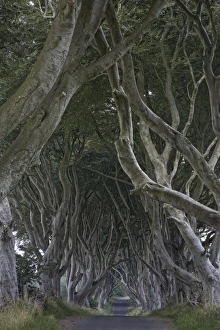 The Dark Hedges, Ballymoney, County Antrim, Ulster, Northern Ireland, United Kingdom
