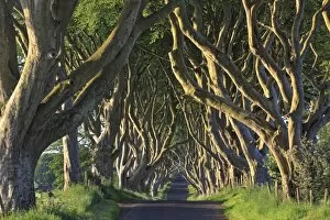 Images Dated 31st May 2009: The Dark Hedges, Ballymoney, County Antrim, Ulster, Northern Ireland, United Kingdom