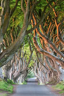 Lush Prints: Dark Hedges near Stanocum, County Antrim, Ulster, Northern Ireland, United Kingdom